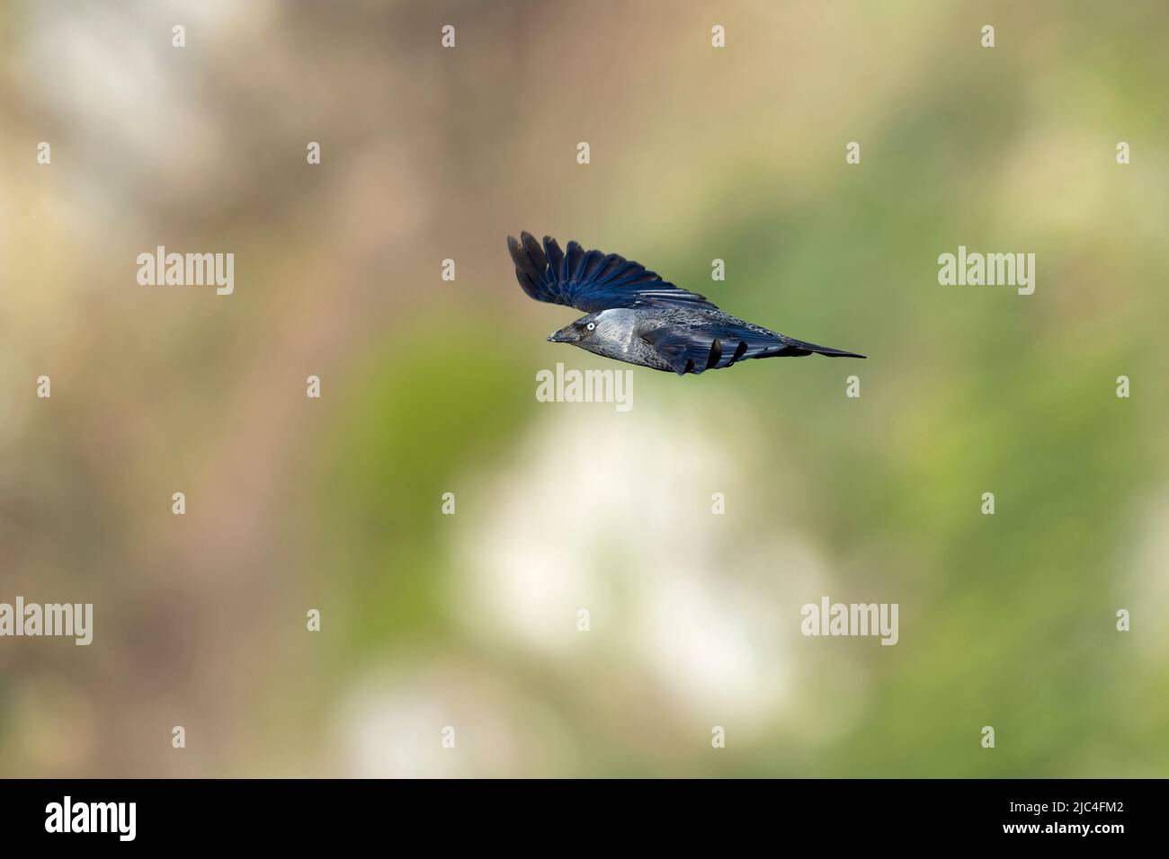 Uno sciacordino occidentale (Coloeus monidula) in volo sull'altezza degli occhi. Foto Stock