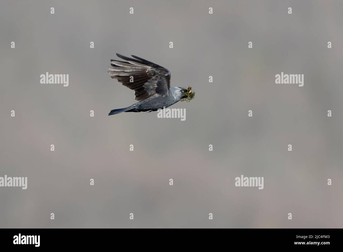 Uno sciacordino occidentale (Coloeus monidula) in volo sull'altezza degli occhi. Foto Stock