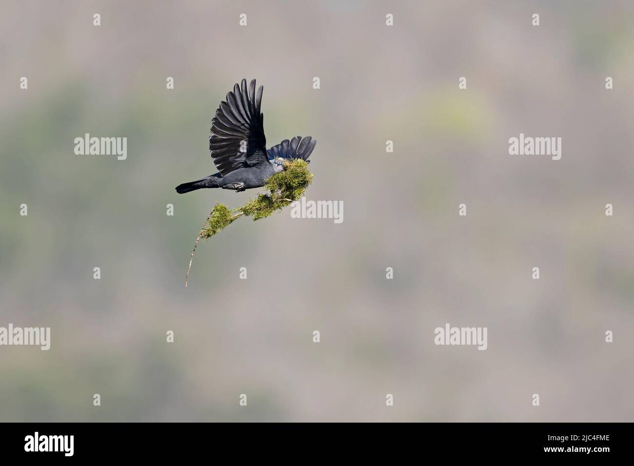 Uno sciacordino occidentale (Coloeus monidula) in volo sull'altezza degli occhi. Foto Stock