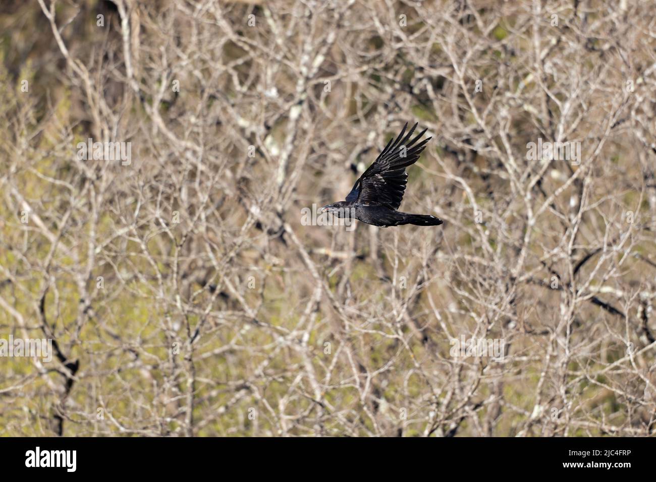 Un Raven settentrionale (Corvus Corax) che si alza in montagna. Foto Stock