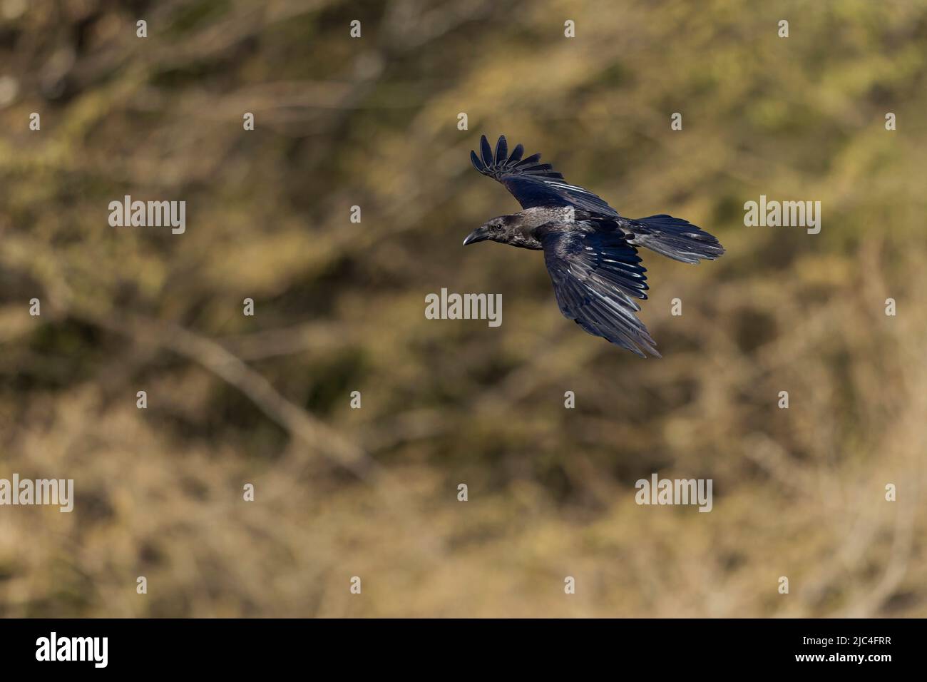 Un Raven settentrionale (Corvus Corax) che si alza in montagna. Foto Stock