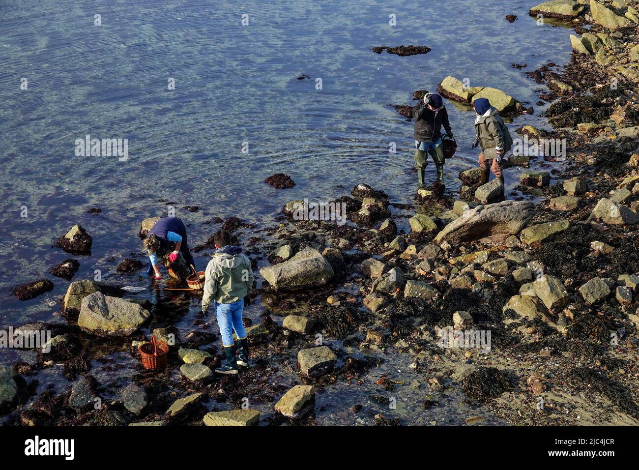 Pesca di marea Piche un pied a bassa marea al largo di Roscoff, dipartimento di Finistere Penn ar Bed, regione di Bretagna Breizh, Francia Foto Stock