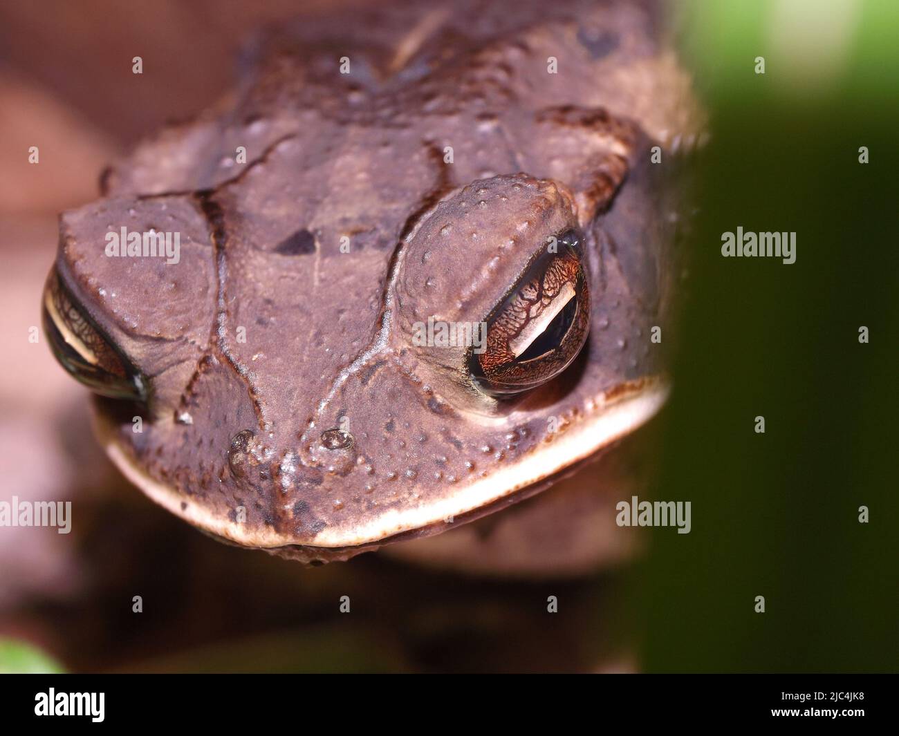 Primo piano della testa di una Costa del Golfo Toad (Incilius valliceps) Foto Stock