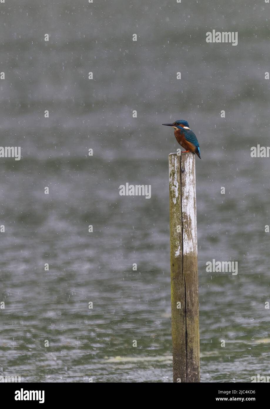 kingfisher seduto sul posto sotto la pioggia Foto Stock