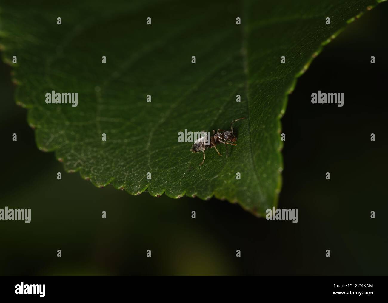 formica su foglia in macro Foto Stock