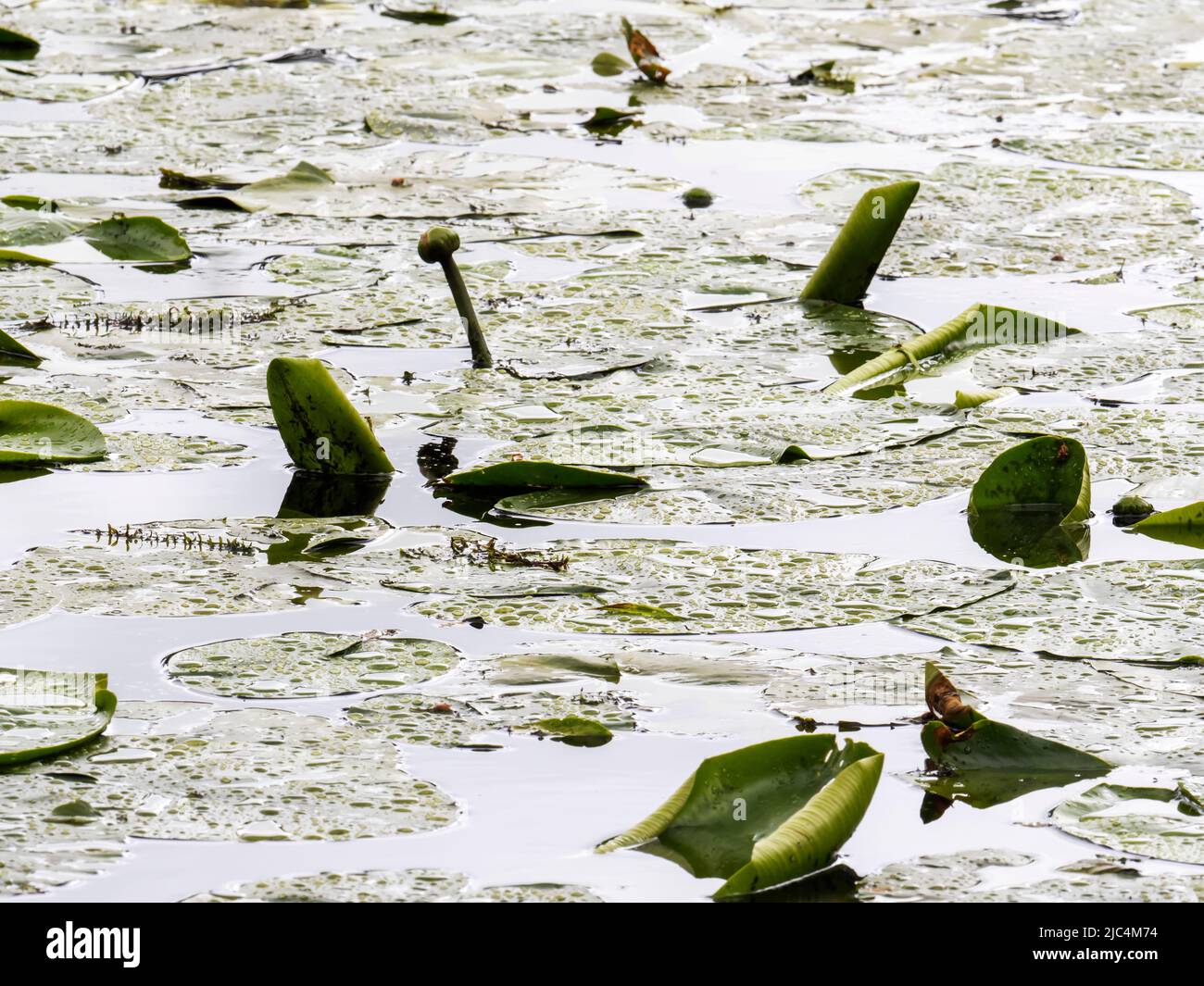 Acqua piovana su giglio giallo, foglie, Nuphar lutea su Holehird Tarn, Windermere, Lake District, UK. Foto Stock