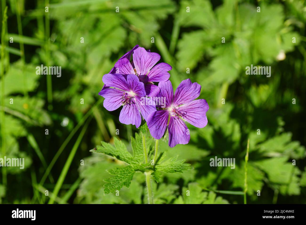 Primo piano fiori viola di cranesbill viola (Geranium magnificum), famiglia Geraniaceae. Giardino olandese, giugno. Foto Stock