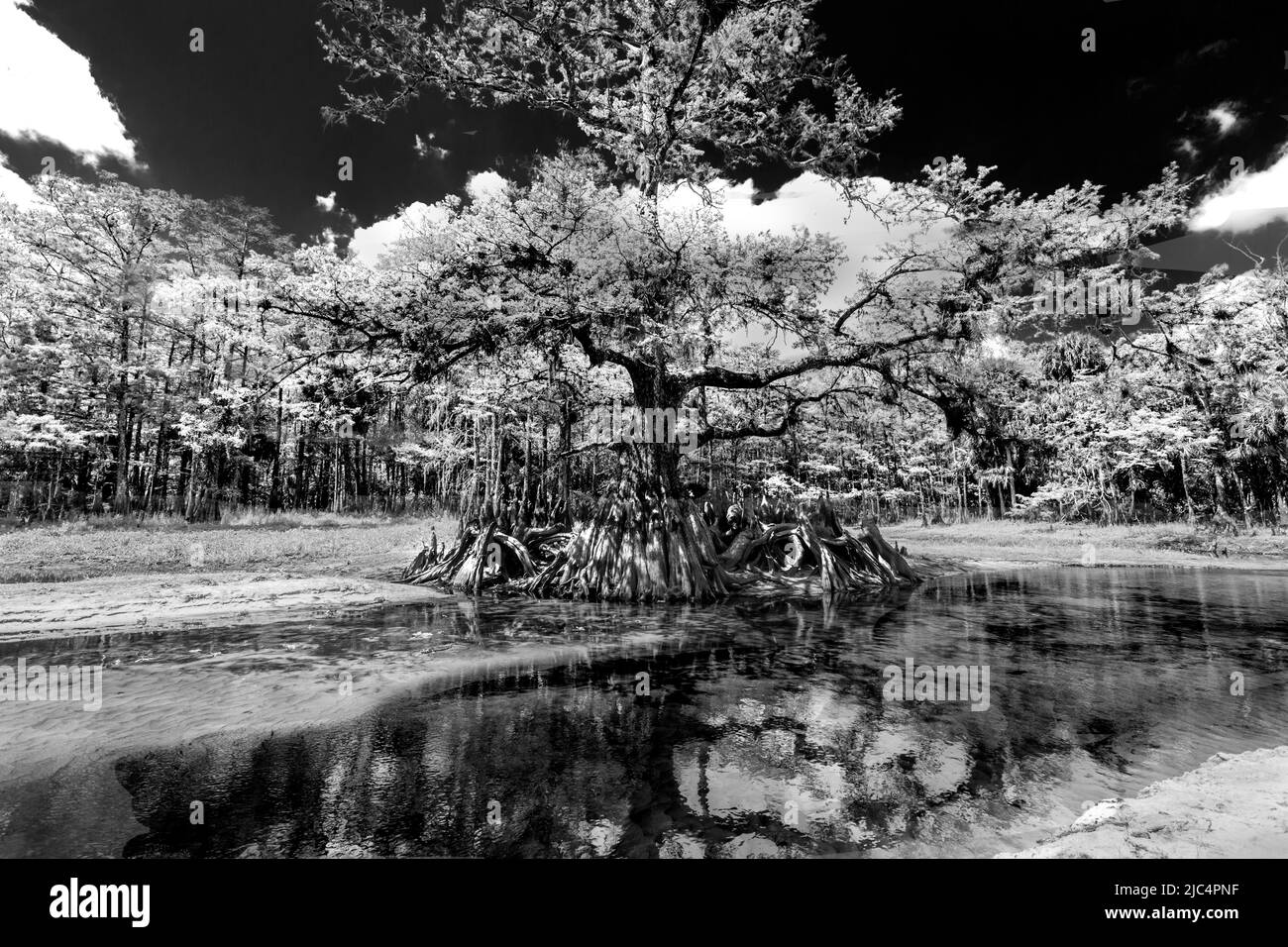 Un grande albero attraverso il torrente con un riflesso in acqua a Fisheating Creek, Florida. Foto Stock