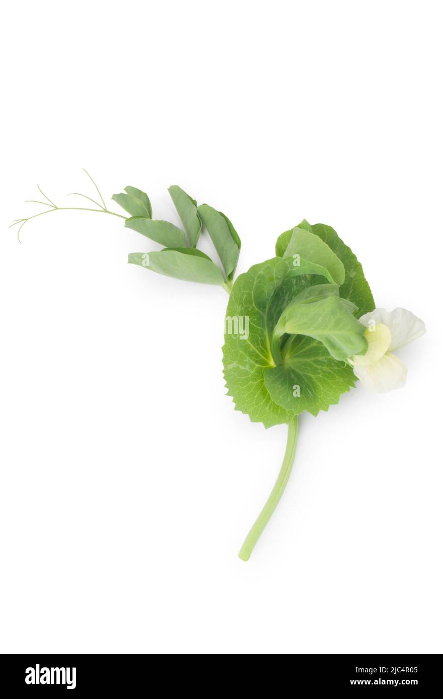 Scatto di piselli da studio tagliato su uno sfondo bianco - John Gollop Foto Stock