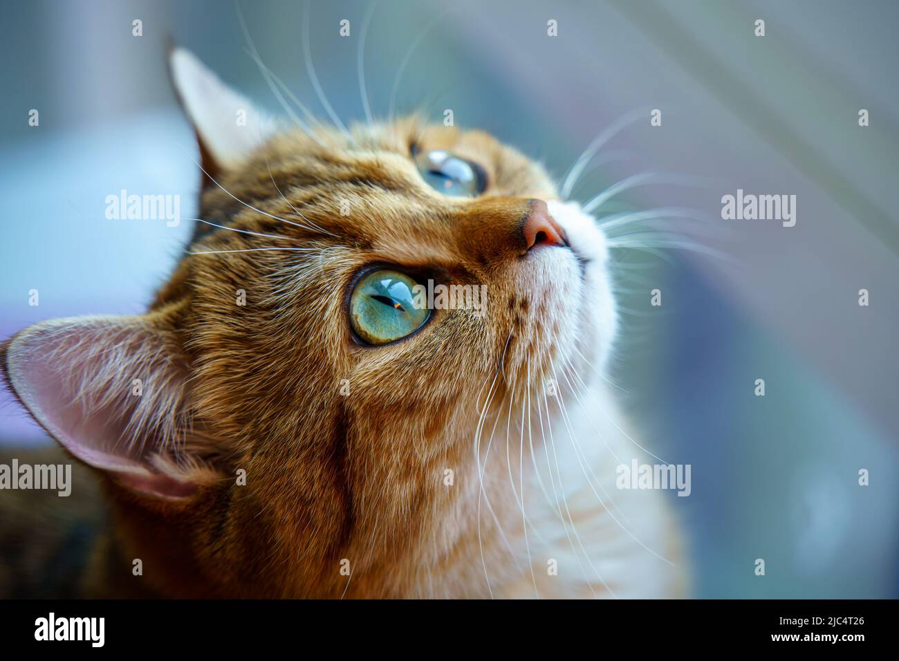 Carino gattino britannico Shortair Foto Stock