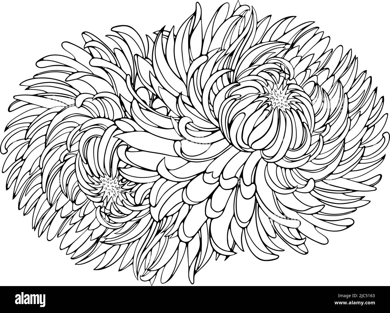 Due fiori di crisantemo linea arte Illustrazione Vettoriale