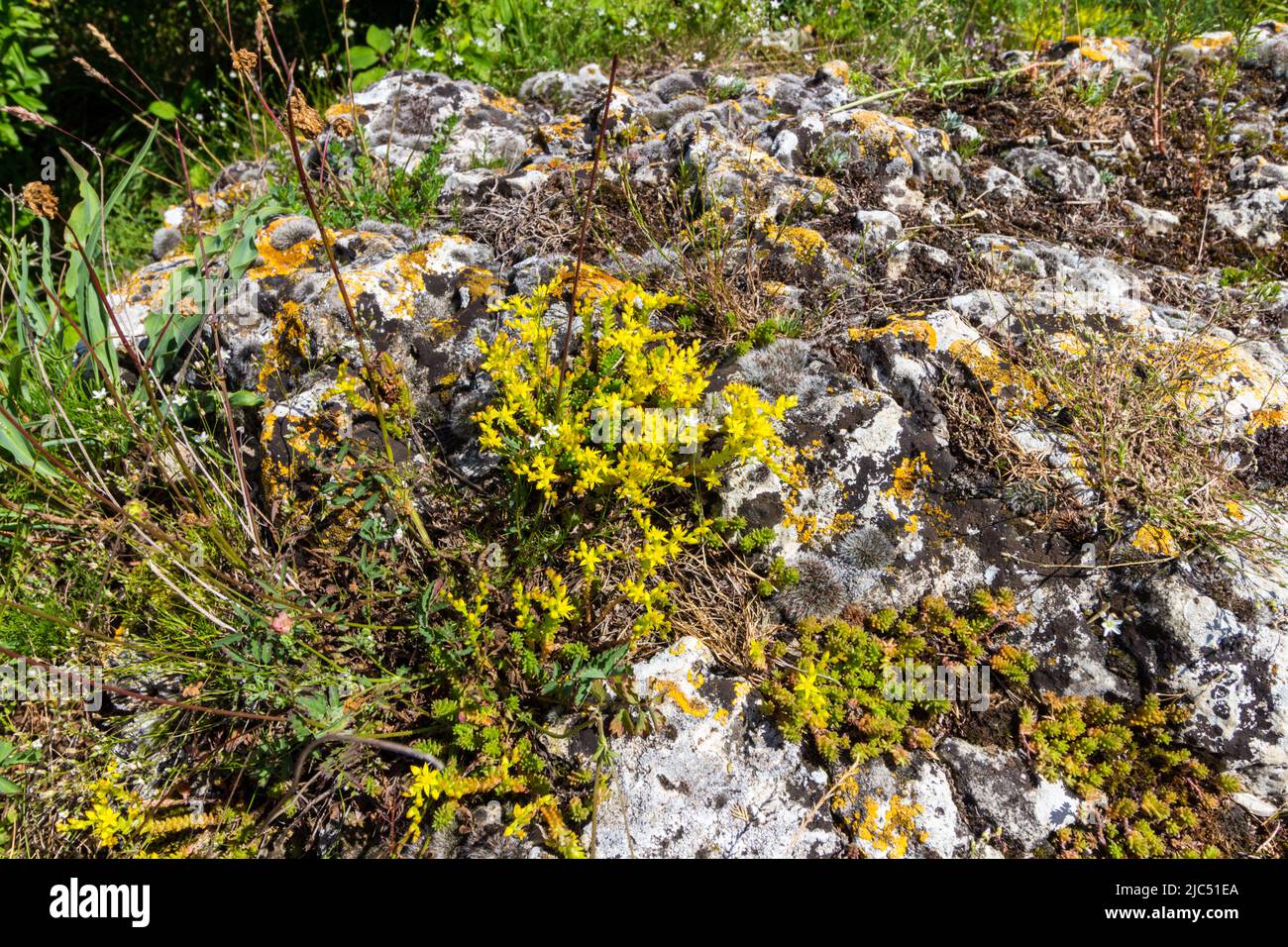 Goldmuss stonecrop (Sedum acre) fiorente sulla collina di Kogelberg, Burgenland, Austria Foto Stock