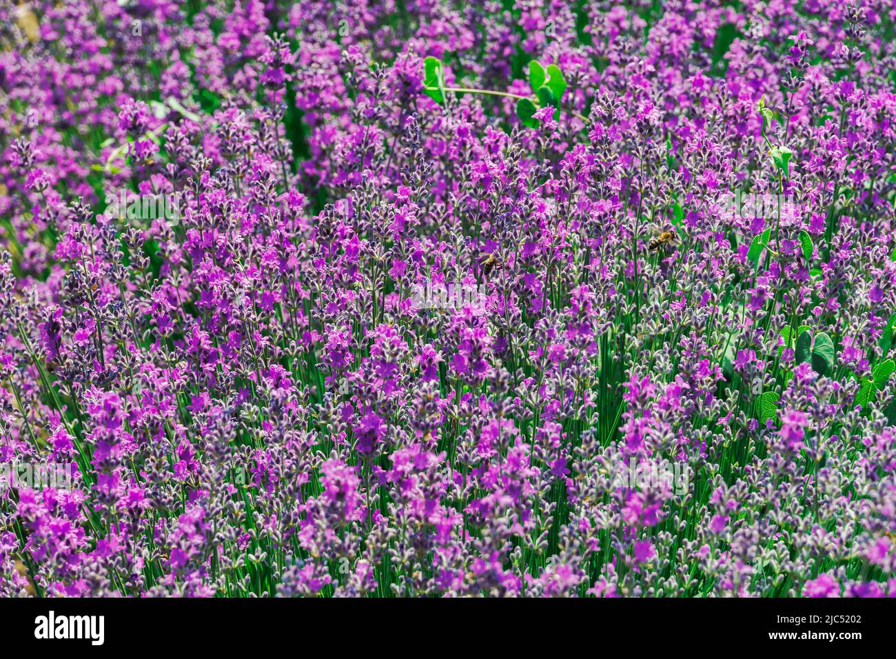 Campo lavanda con colori magenta. Primo piano di fiori di Lavandula in fiore con cespugli violetti e api su un terreno agricolo in Chalkidiki, Grecia Foto Stock