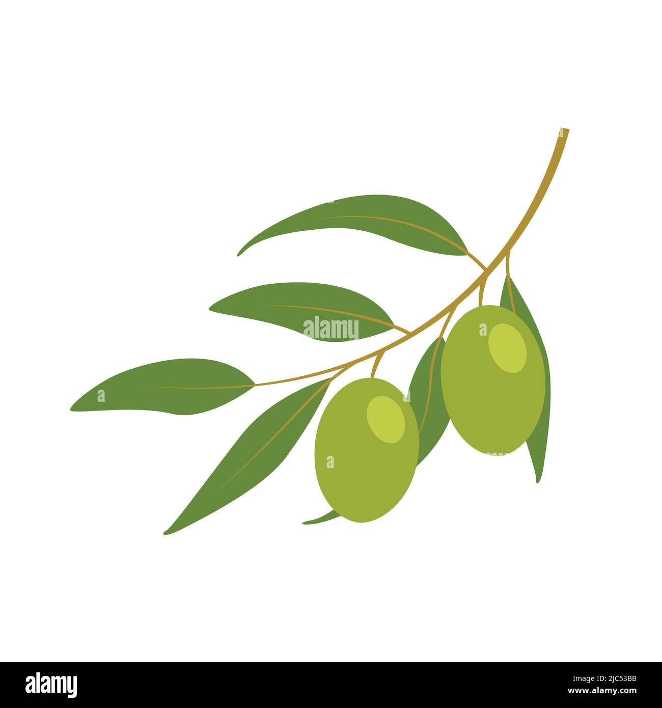ramo verde di oliva isolato su sfondo bianco Illustrazione Vettoriale