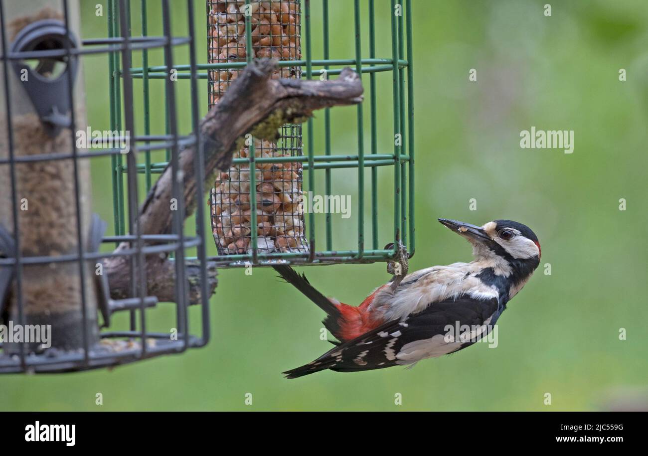 Adulto più grande picchiato picchio Dendrocopos maggiore su alimentatore di uccelli Cotswolds Regno Unito Foto Stock
