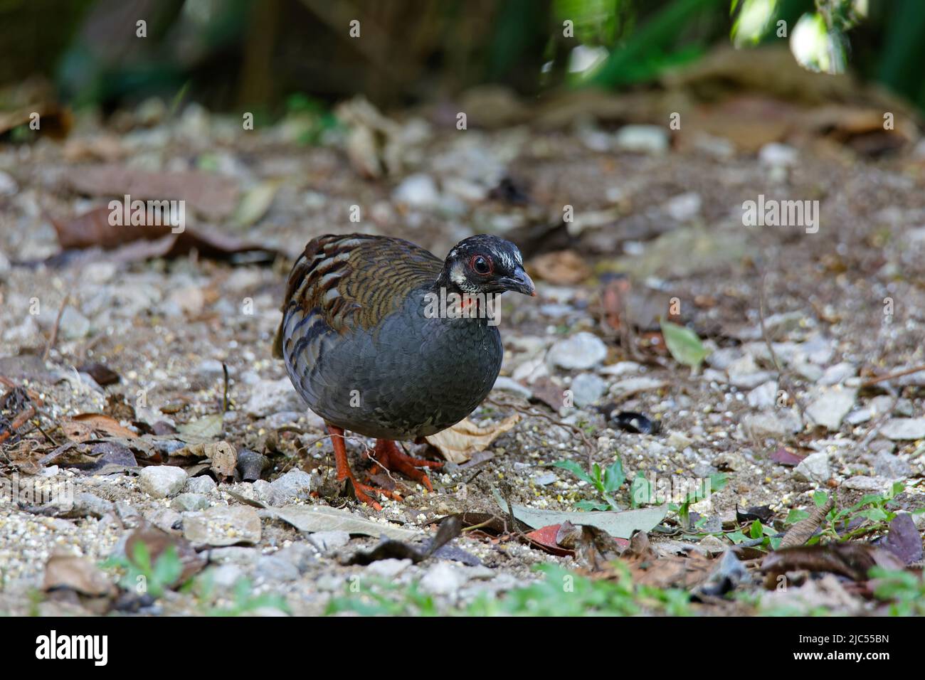 Singole o di gruppo pernici malesi che si nutrono a terra. Foto Stock