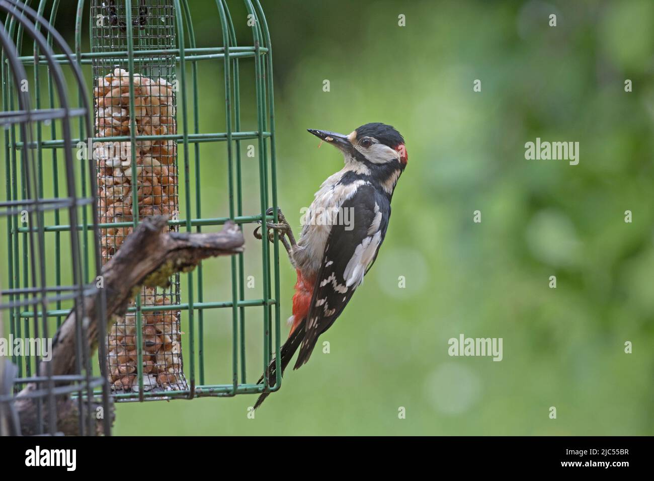 Adulto più grande picchiato picchio Dendrocopos maggiore su alimentatore di uccelli Cotswolds Regno Unito Foto Stock