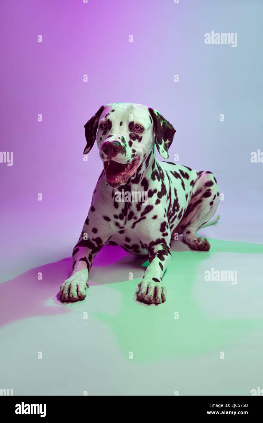 Bel cane dalmata macchiato in posa isolato su sfondo verde-viola sfumato studio in luce al neon. Concetto di razza, veterinario, bellezza, animale Foto Stock