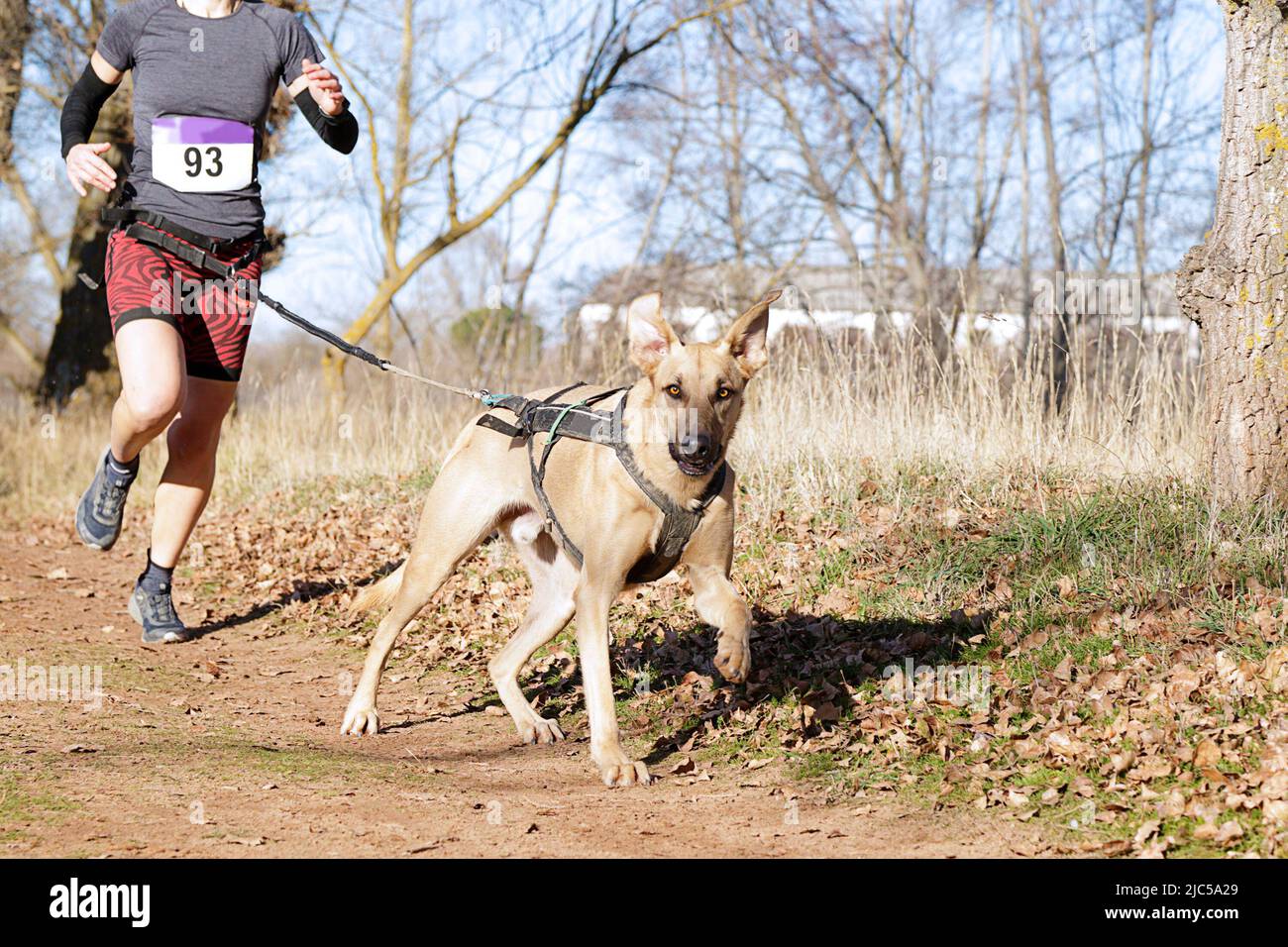 Il cane e la donna prendendo parte a una popolare gara canicross Foto Stock