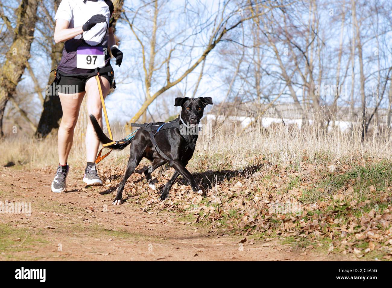 Il cane e la donna prendendo parte a una popolare gara canicross Foto Stock