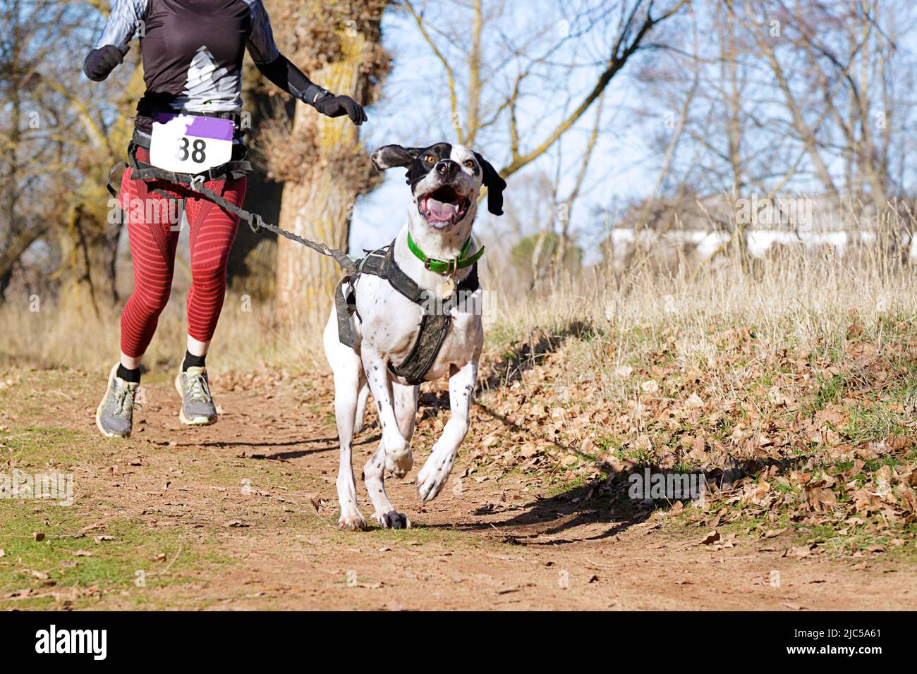 Il cane e la donna prendendo parte a una popolare gara canicross Foto Stock