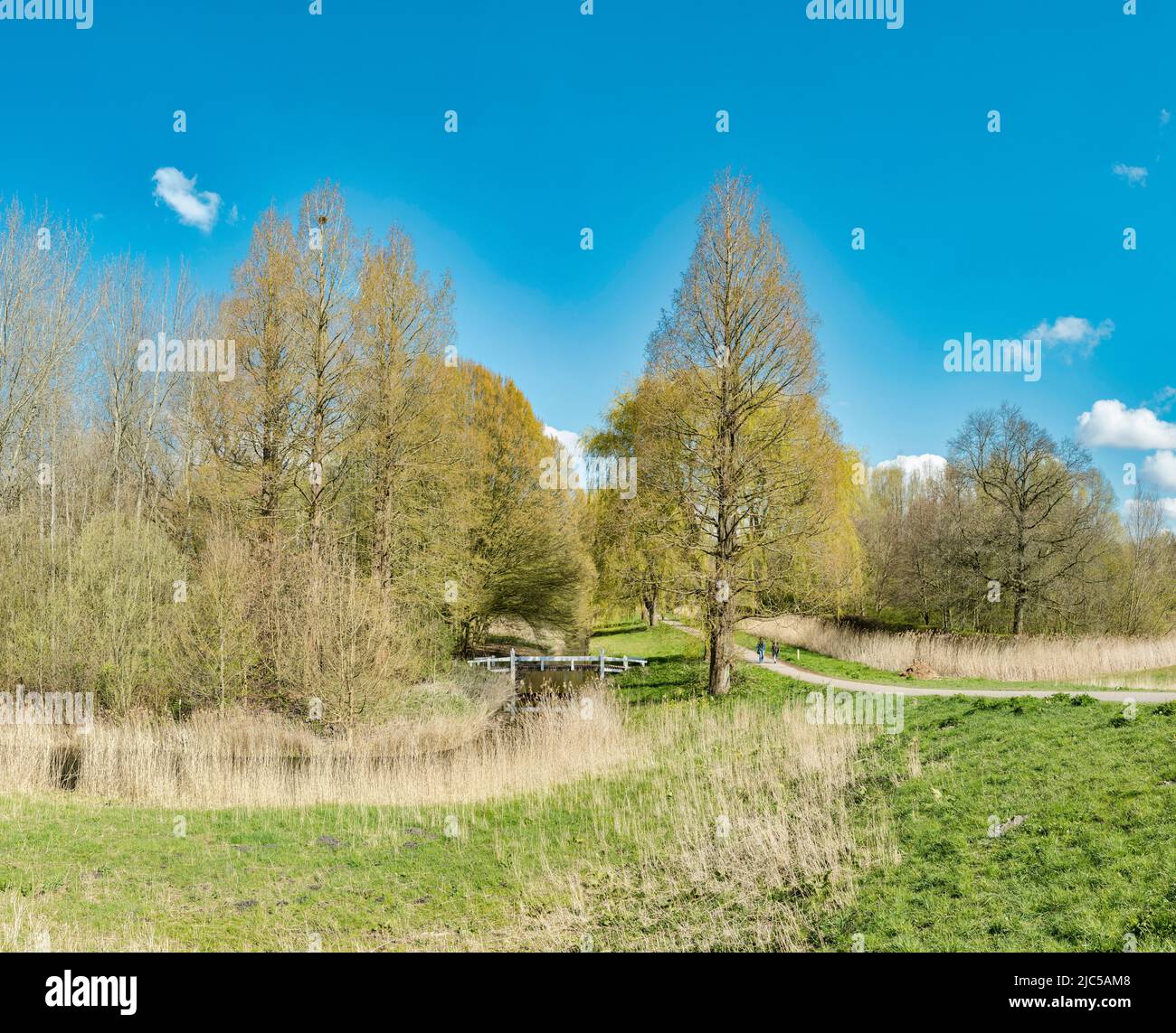 Un parco chiamato Amsterdamse Bos *** Località Caption *** Paesi Bassi, paesaggio, foresta, legno, alberi, inverno, ,Amstelveen, Noord-Holland , Olanda, l Foto Stock