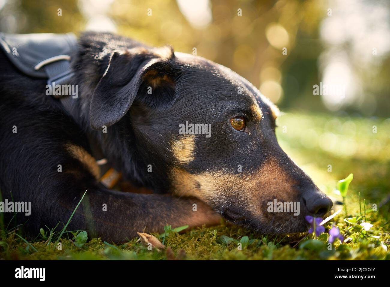 ritratto di un cane al sole su un prato con fiori Foto Stock