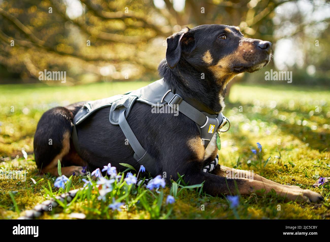 ritratto di un cane al sole su un prato con fiori Foto Stock