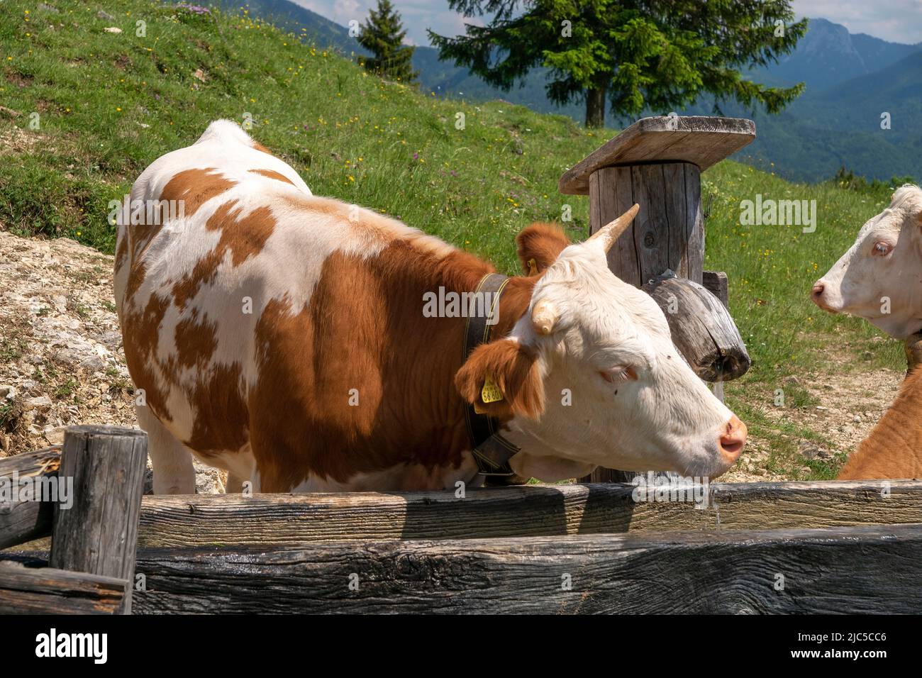 Kühe auf der Oberauer-Brunst-Alm (940 m) im Hochplattengebiet hoch über Mühlau im Schlechinger tal - Chiemgau *** Caption locale Baviera, alta Foto Stock