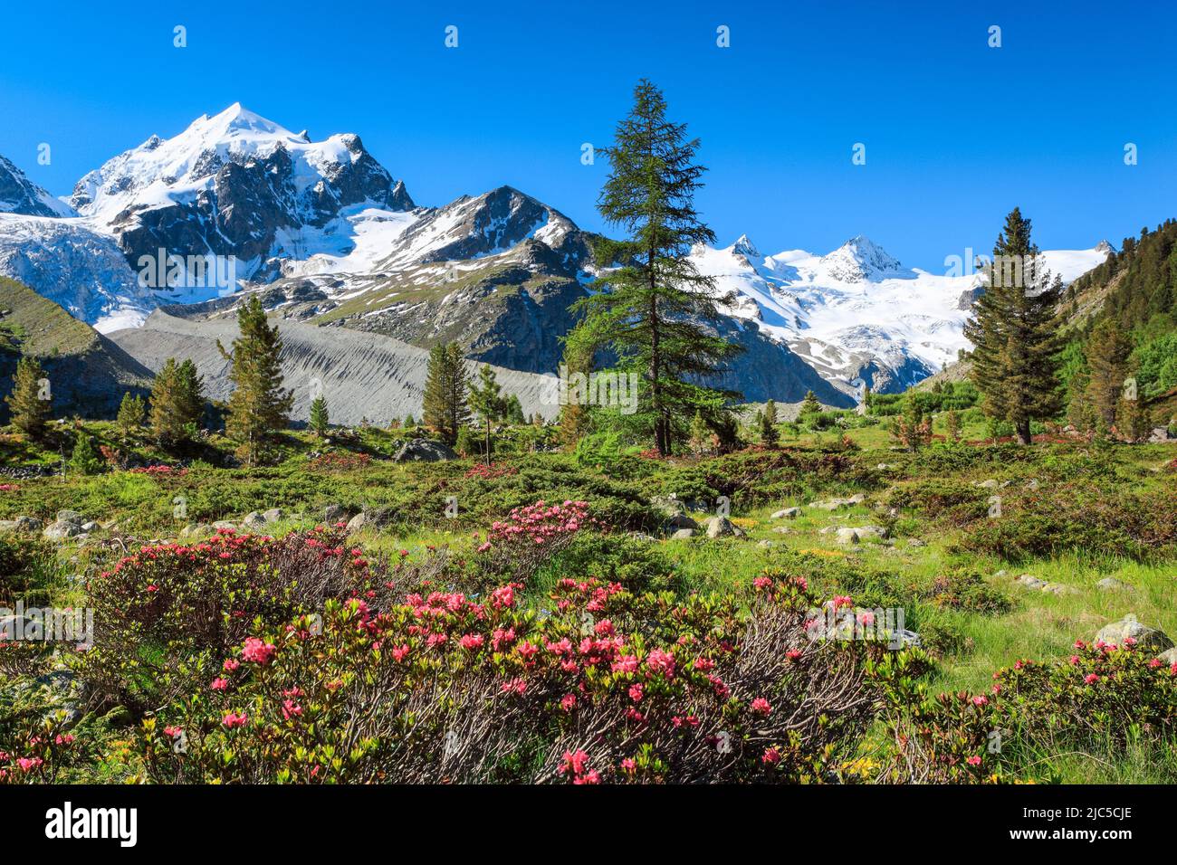 Zahleiche blühende Alpenrosen vor dem schneebedekten Piz Roseg im Oberengadiner Val Roseg, Kanton Graubünden, Schweiz Foto Stock