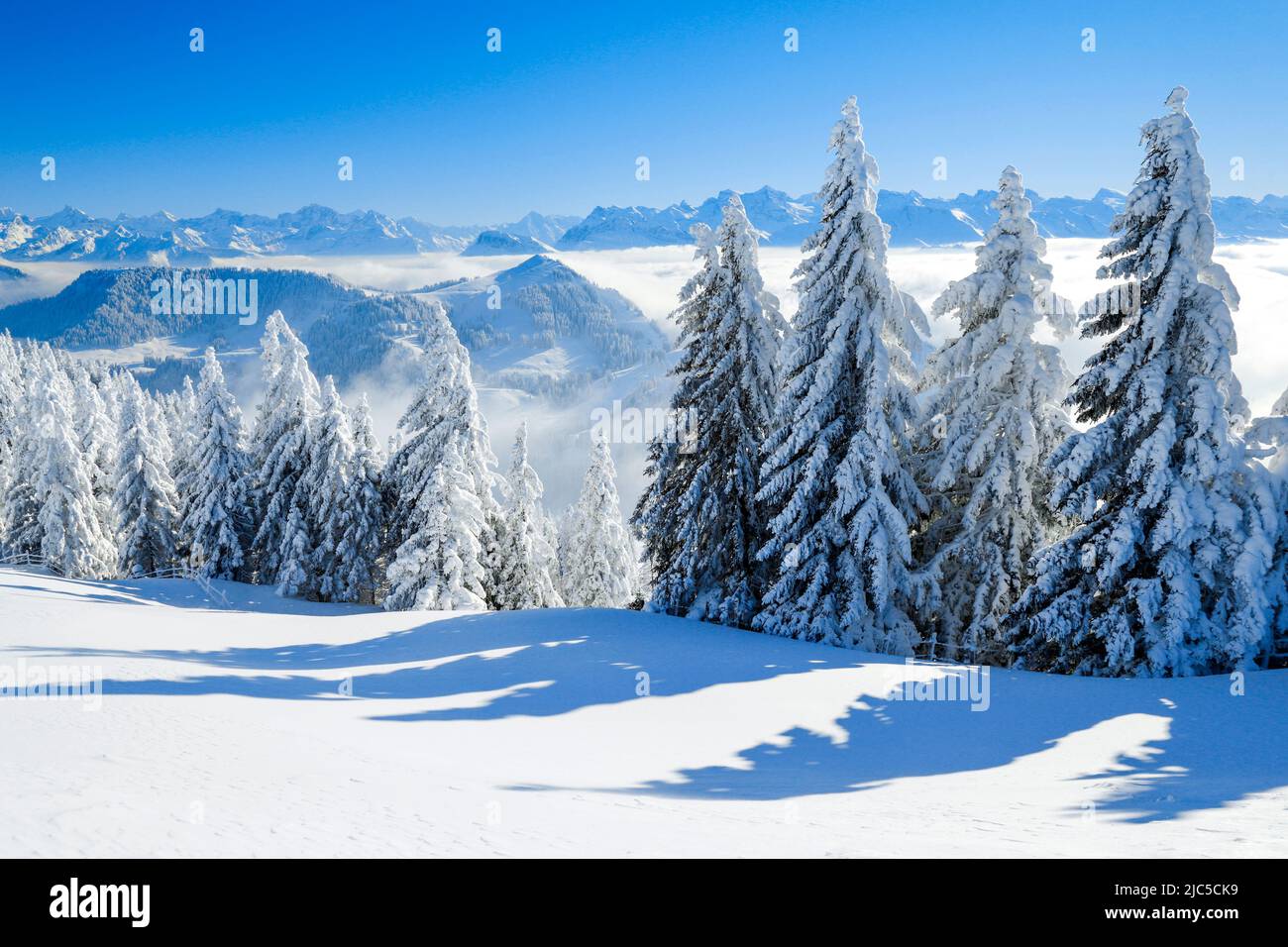 Aussicht von der Rigi mit Nebelmeer swie frisch verschneiten Fichten und den Unrer Alpen, Kanton Schwyz, Schweiz *** Caption locale *** le Alpi, nig Foto Stock