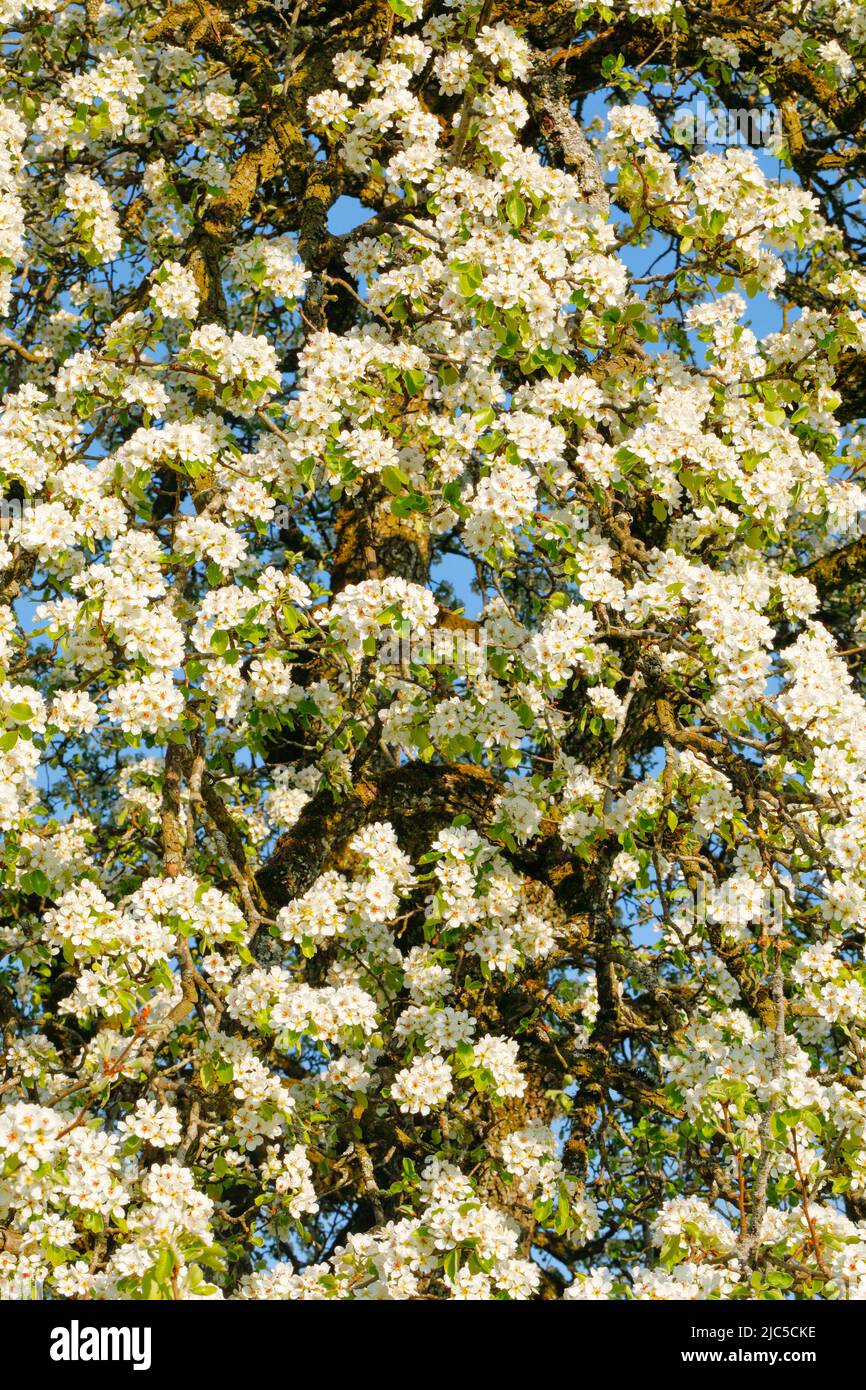 Abstrakter Aussschnitt von blühendem Birnbaum im Frühling, Schweiz *** Local Caption *** Agrariani, rami, alberi, peri, peri, pere, fogli, blo Foto Stock