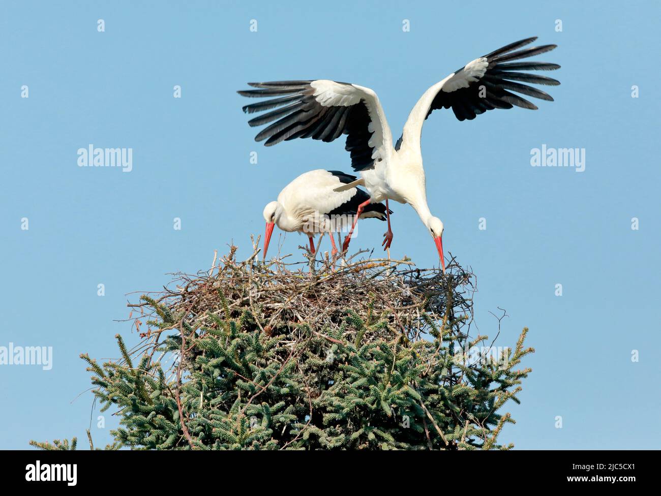 Männlicher Weißstorch fliegt für die Nahrungssuche aus dem Nest während das Weibchen zurückbleibt, Frühling, Oetwil am See, Kanton Zürich, Schweiz *** Foto Stock