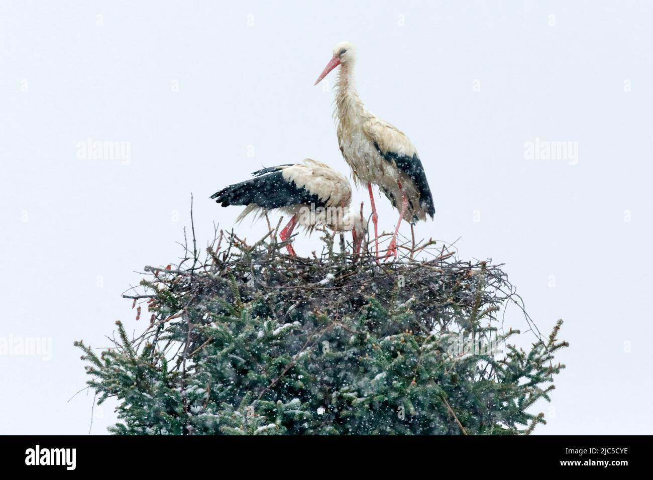 Weißstorchen Paar steht inmitten eines Schneesturms in ihrem Nest und blickt besorgt auf ihre Brut, Frühling, Oetwil am See, Kanton Zürich, Schweiz ** Foto Stock
