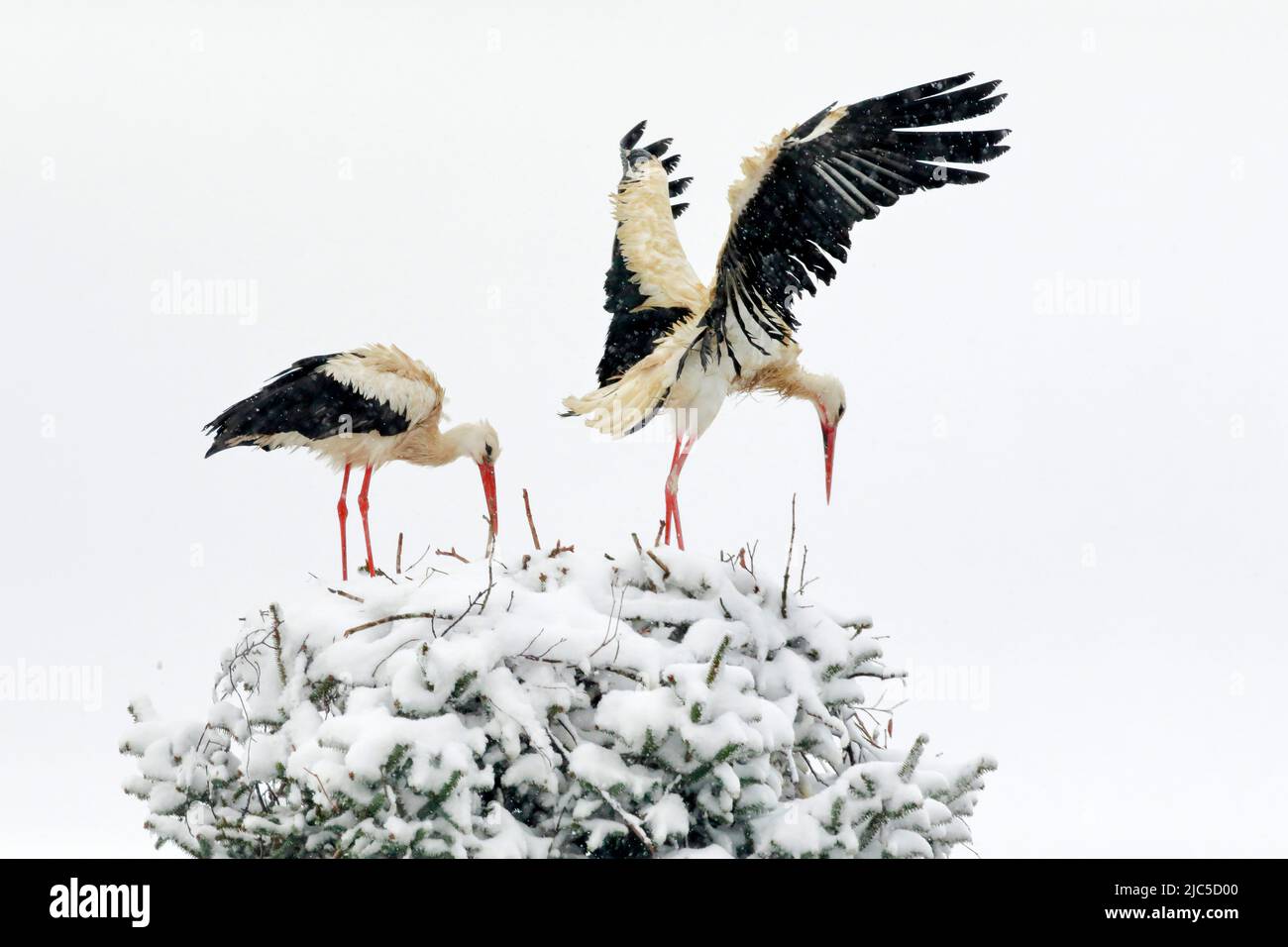 Weißstorchen Paar steht inmitten eines Schneesturms im Nest und schüttelt mit Flügelschlägen den Schnee ab, Brütezeit im Frühling, Oetwil am See, Kant Foto Stock