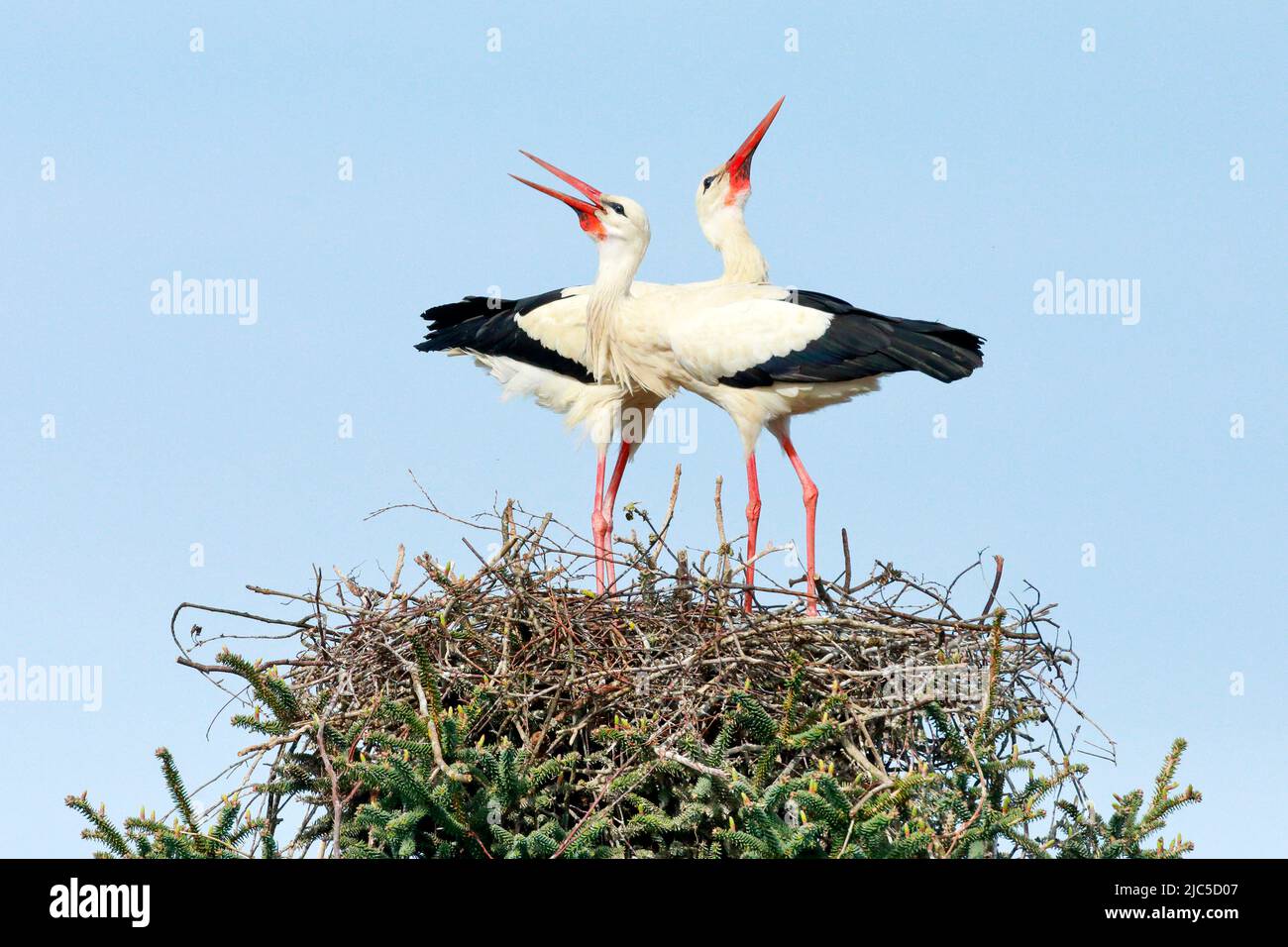Ein Weißstorch Paar steht im Nest und klappert mit den Schnäbeln, Paarungszeit im Frühling, Oetwil am See, Kanton Zürich, Schweiz *** Local Caption ** Foto Stock