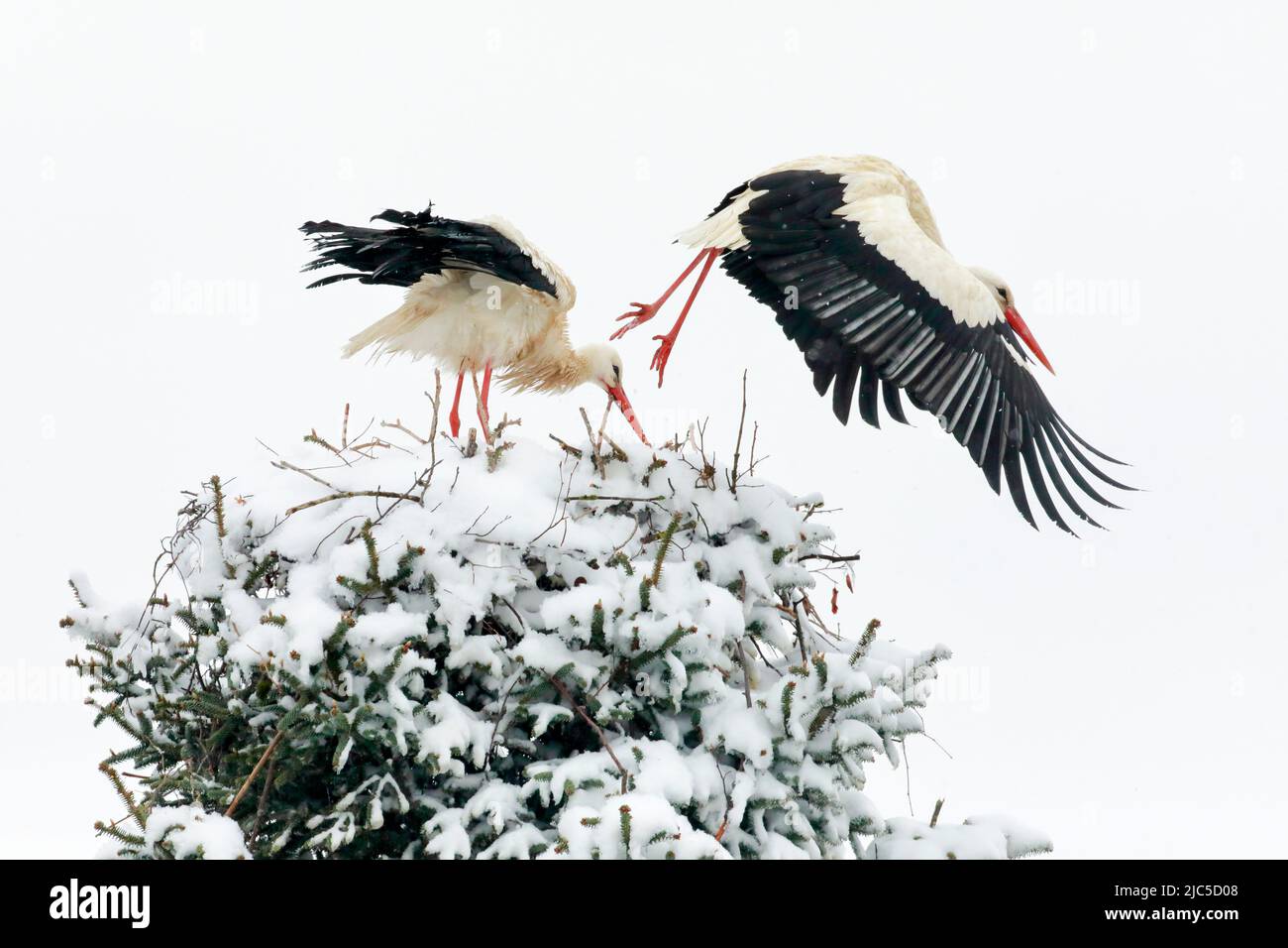 Weißstorchen Paar steht inmitten eines Schneesturms im Nest, das Männchen fliegt für die Nahrungssuche davon, Brütezeit im Frühling, Oetwil am See, Ka Foto Stock