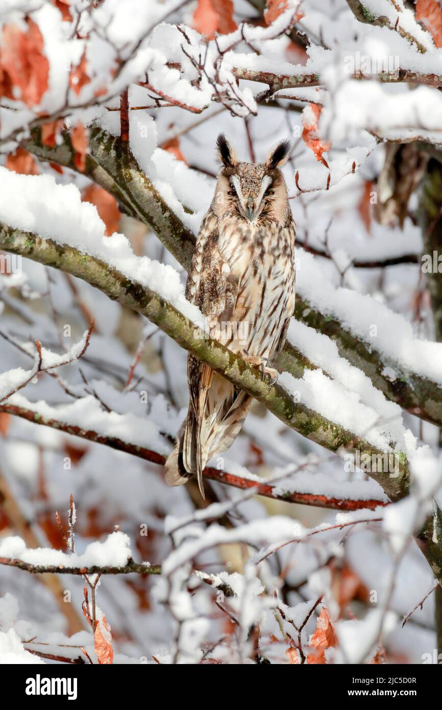 Eine Waldohreule sitzt mit offenen Augen auf einem AST in tief verschneiter Buche, Kanton Zürich, Schweiz Foto Stock