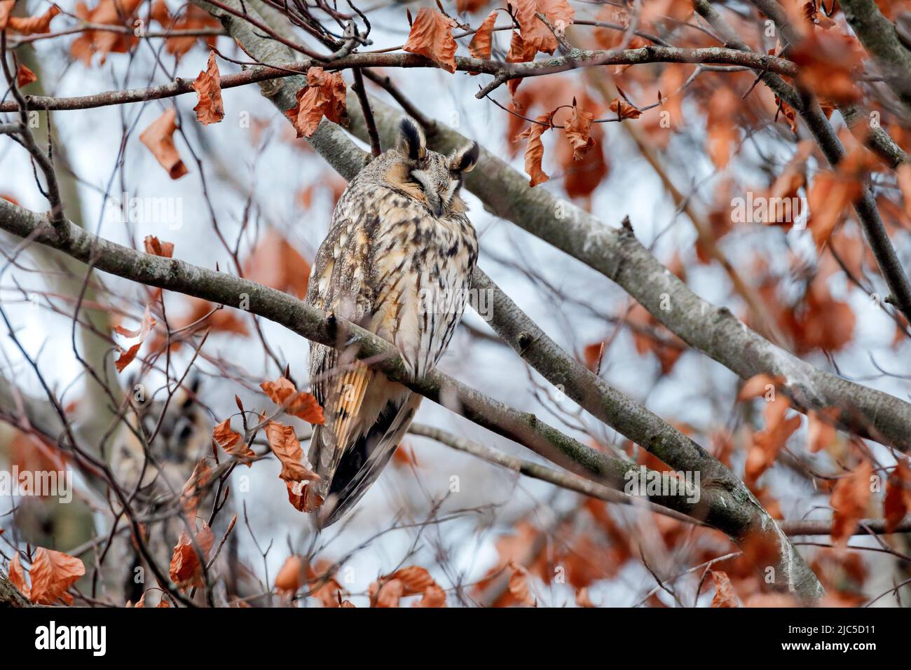 Zwei Waldohreulen sitzen schlafend in ihrem Winterschlafplatz, eine leicht belaubte Buche, Kanton Zürich, Schweiz *** Local Caption *** Asio otus, tr Foto Stock