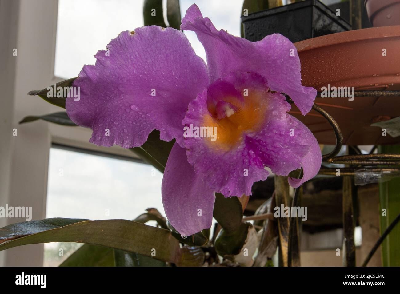 Grande orchidea viola. Lilla Cattleya fiore. Germogli pianta. Cattleya Orchid BLC Triumphal Coronation Seto Cattleyas, Vandas, Dendrobiums in fiore. Foto Stock