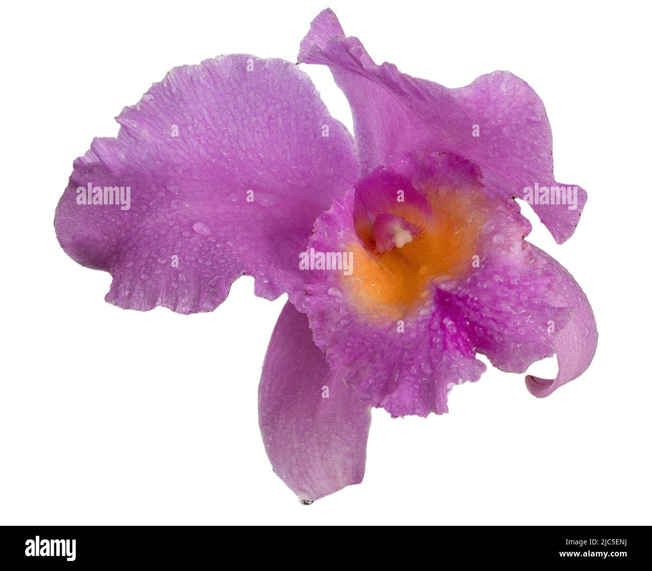 Grande orchidea viola isolato su sfondo bianco. Lilla Cattleya fiore. Germogli pianta. Cattleya Orchid BLC Triumphal Coronation Seto Cattleyas, Vandas, Dendrobiums in fiore. Foto Stock