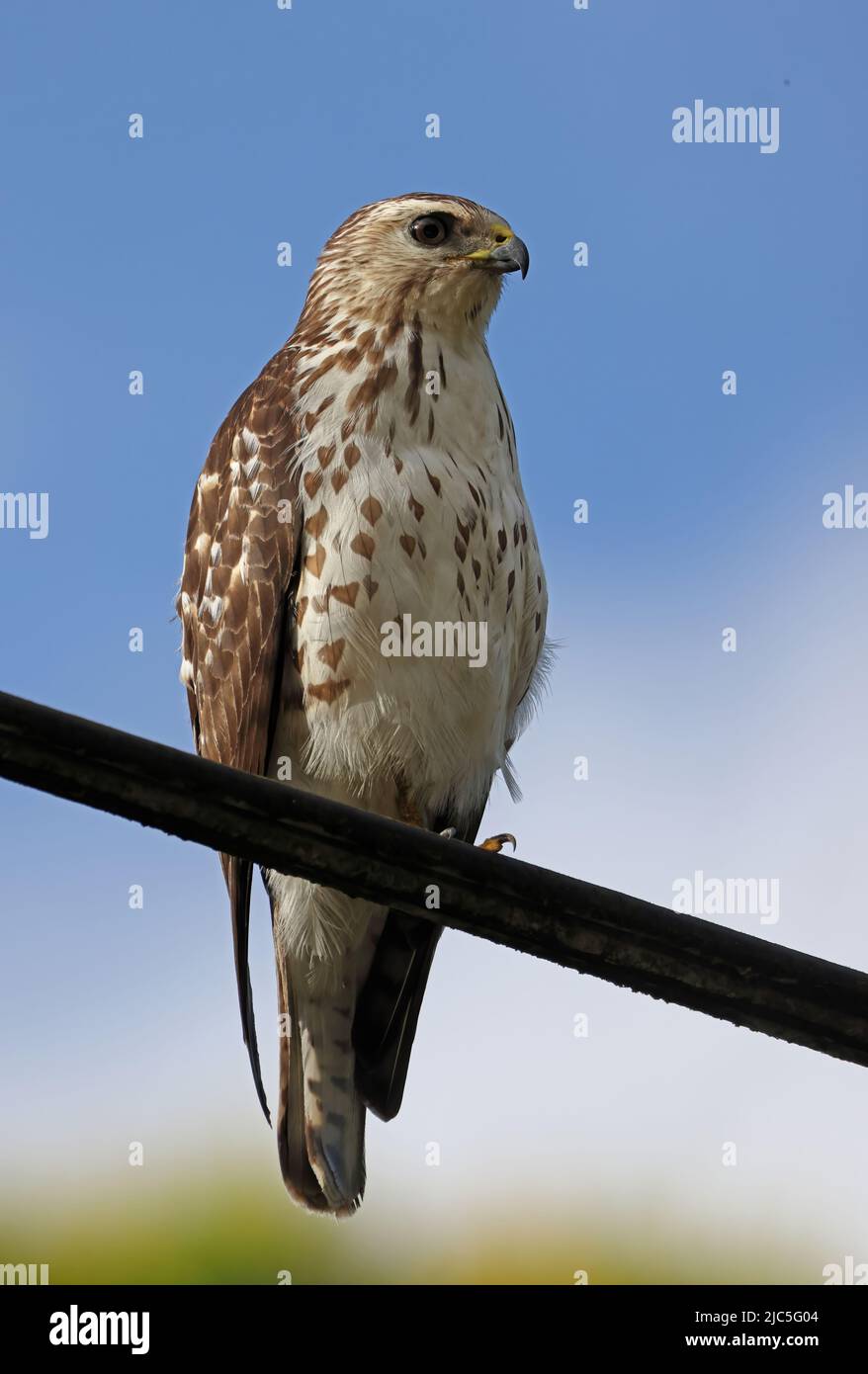 Hawk ad alata larga (Buteo platypterus platypterus) immaturo appollaiato sulla linea di potenza Costa Rica Marzo Foto Stock