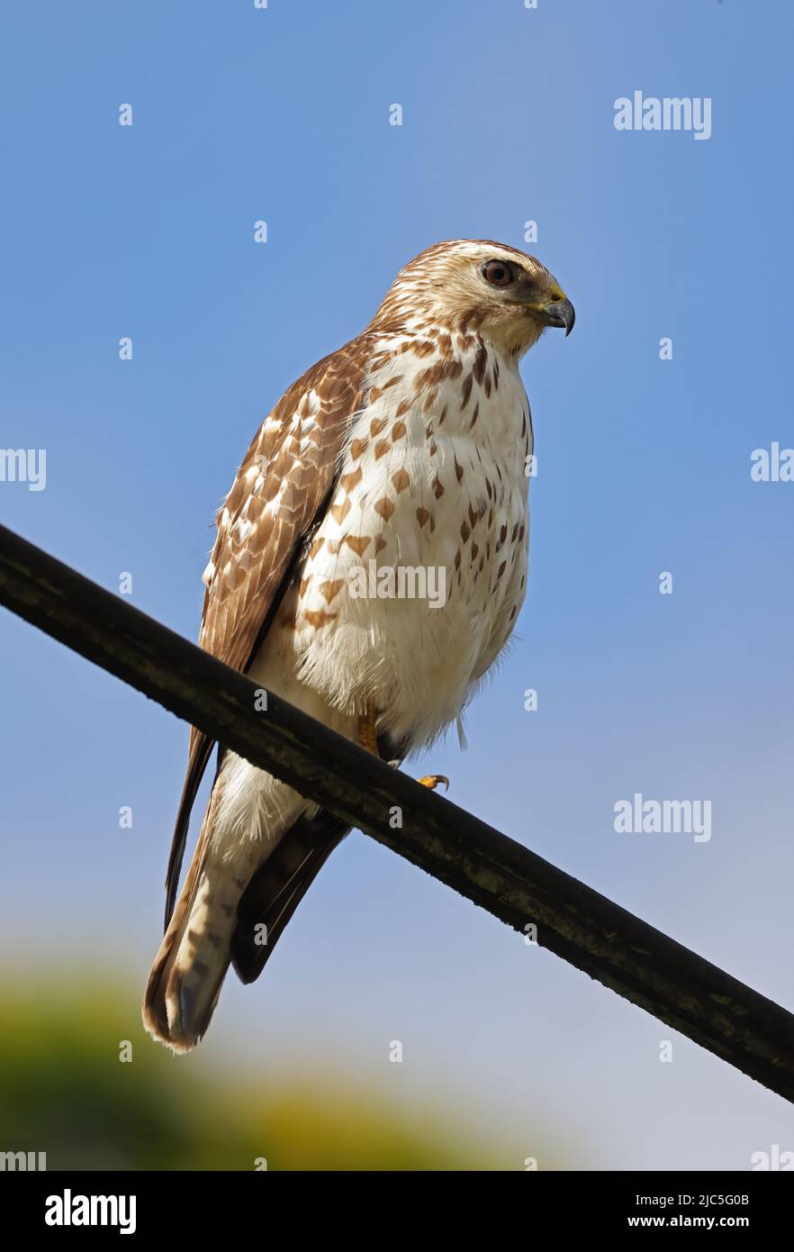 Hawk ad alata larga (Buteo platypterus platypterus) immaturo appollaiato sulla linea di potenza Costa Rica Marzo Foto Stock