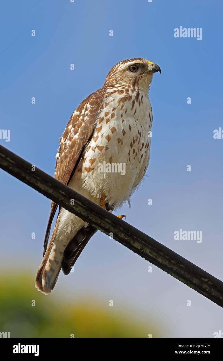 Hawk ad alata larga (Buteo platypterus platypterus) immaturo appollaiato sulla linea di potenza Costa Rica Marzo Foto Stock