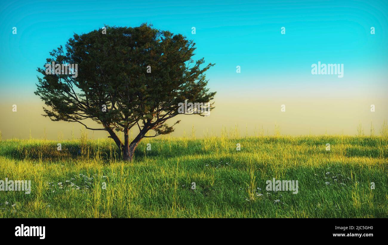 sfondo paesaggio un albero solitario di diffusione conifere in un prato fiorente. il concetto di ecologia naturale incontaminata pulita Foto Stock