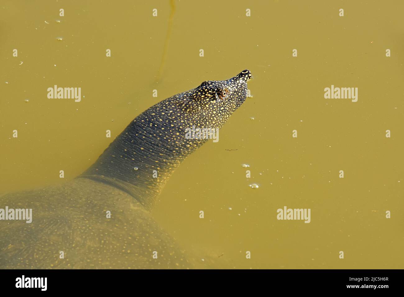 Guscio morbido turtle in acqua, Israele Foto Stock