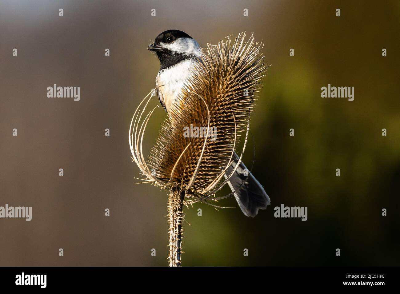 Nero chiuso chickadee piacevolmente appollaiato Foto Stock