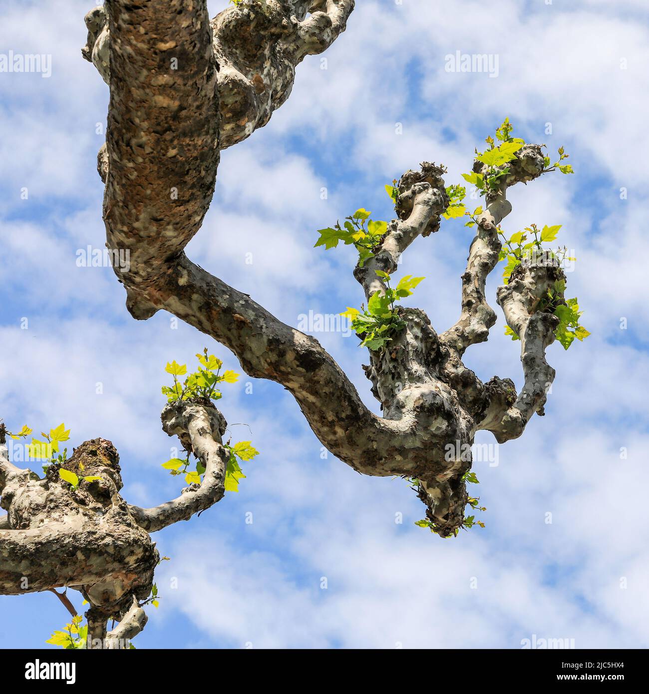 I rami gnarled di un platano impollarato (Platanus) in primavera con le foglie appena uscenti. Foto Stock