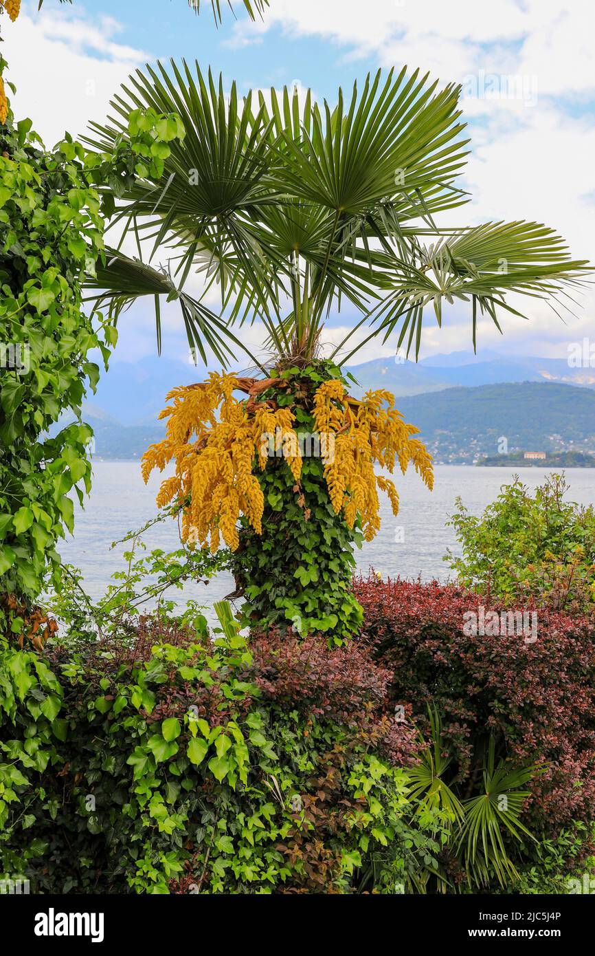 Trachycarpus Fortunei, la palma cinese del mulino a vento, palma del mulino a vento o palma di Chusan, è una specie di palma sempreverde hardy Foto Stock