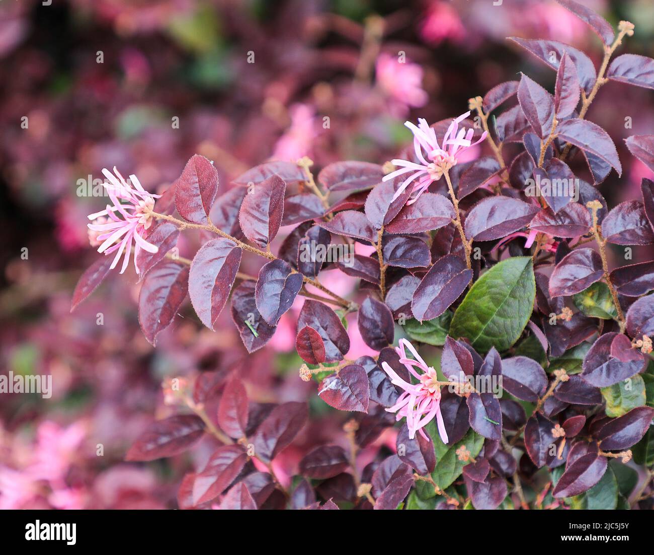 Un fiore rosa fiorito di Loropetalum o di frangia cinese (Loropetalum chinense) o cespuglio o arbusto del fiore della cinghia Foto Stock